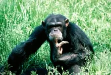 nature animals apes primates 1600x1200 wallpaper Art HD Wallpaper
